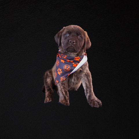 Dog Bandana